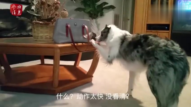 【成精了!呆萌牧羊犬偷钱“手法”娴熟】这只狗狗名叫Biscuit,是一只边境牧羊犬。在男主